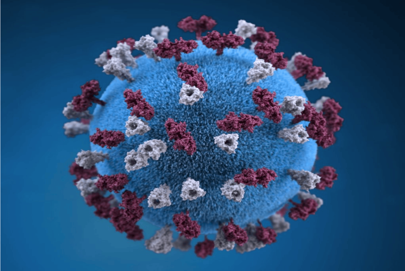Schaubild eines Masernvirus