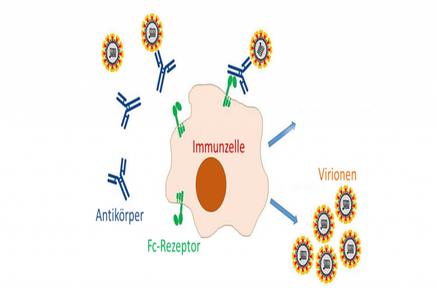 Schaubild zur Imunzelle